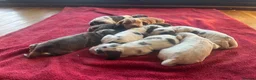 Cocker Spaniel dogs for sale: ⭐️KC Registered Show Cocker Spaniels ⭐️ in Carmarthen - Advert 22