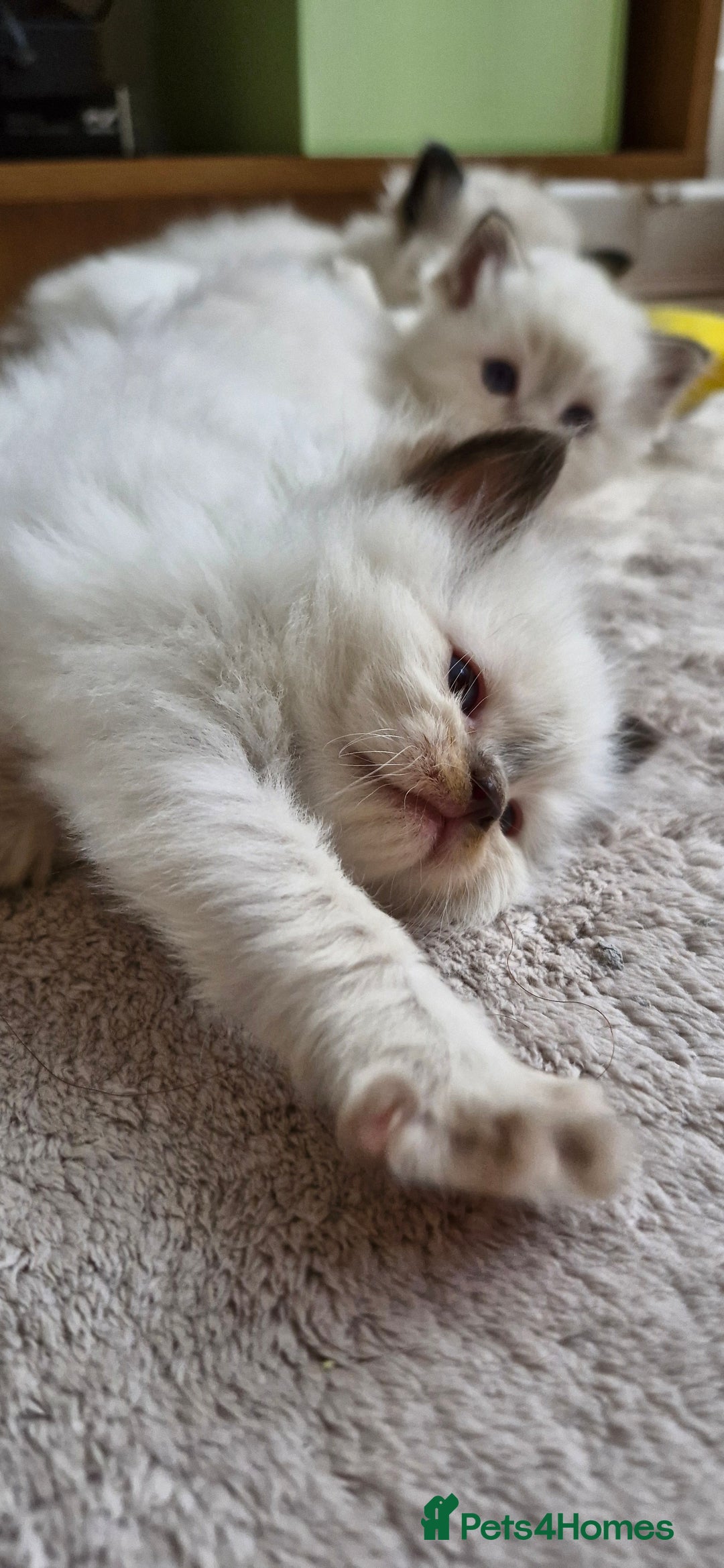 Ragdoll cats for sale: 🐾 Gorgeous Ragdoll Kittens.Ready 22nd December 🐾 - Image 27