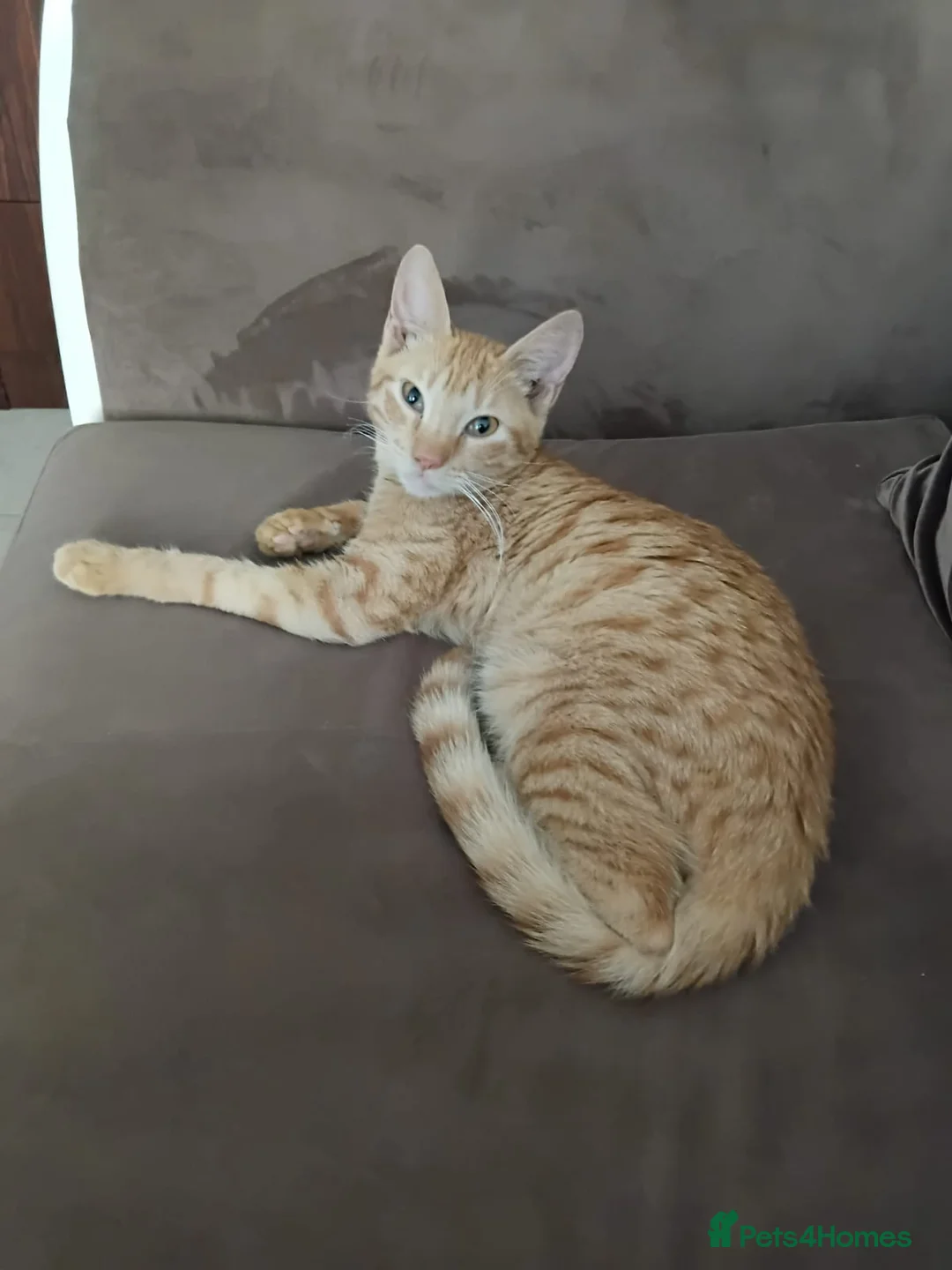 Mixed Breed cats for adoption: AZY - INTELLIGENT AFFECTIONATE KITTEN NEUTERED  - Advert 1