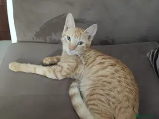 Mixed Breed cats AZY - INTELLIGENT AFFECTIONATE KITTEN NEUTERED - Advert 1