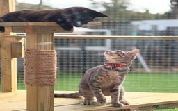 Siamese cats for sale: Male Siamese Cross  - Image 3