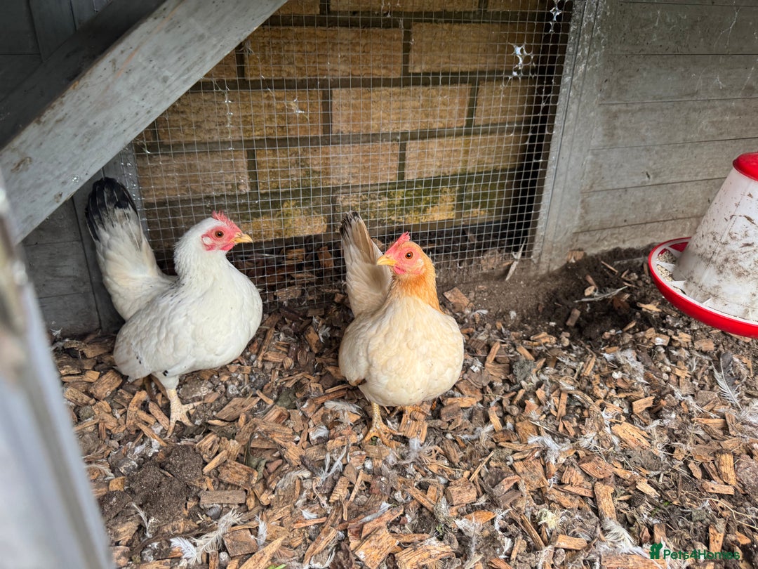 Chickens poultry for sale:  2 Female Serama Chickens + Nearly-New Grey Coop - Advert 7