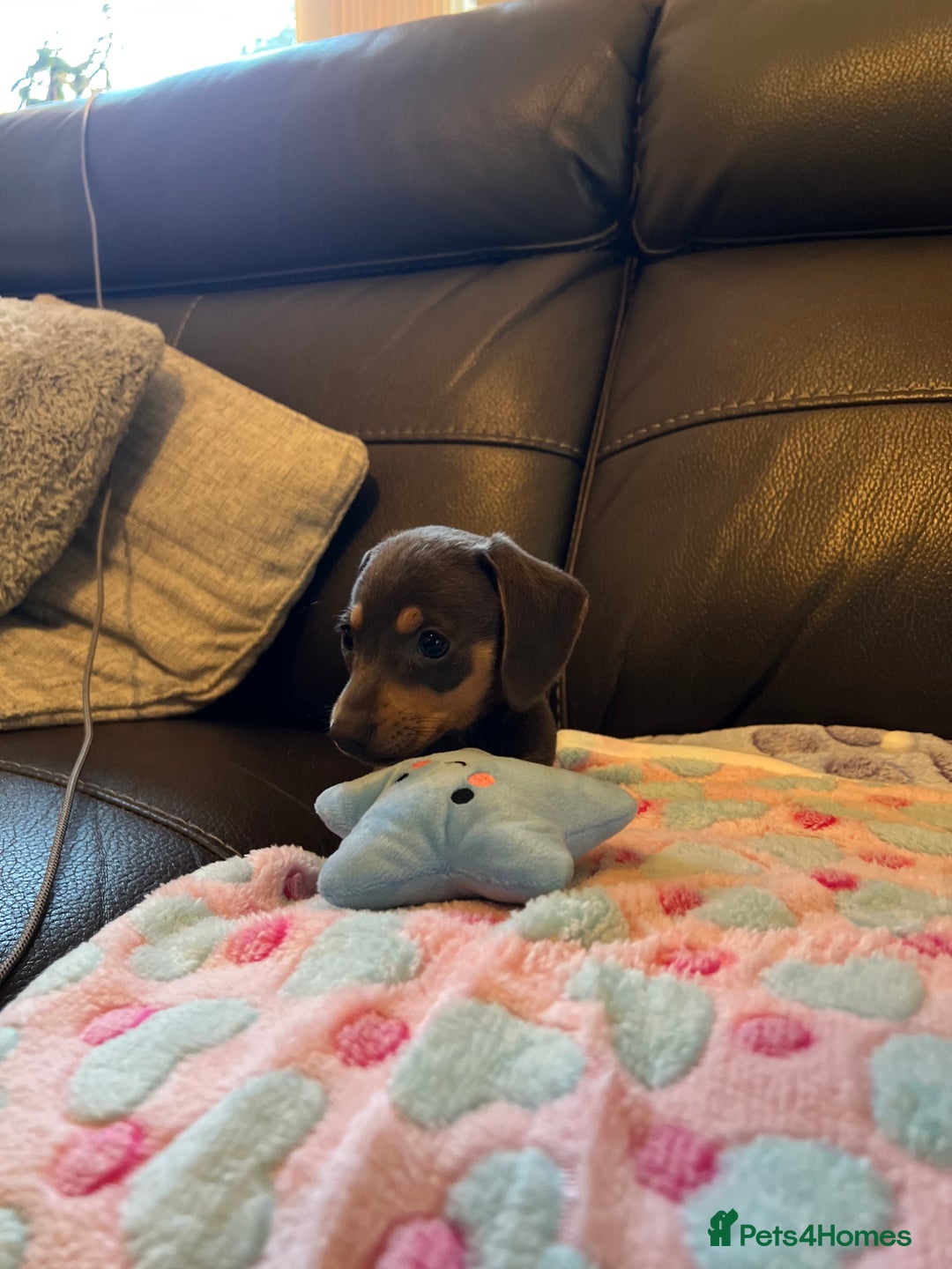 Miniature Dachshund dogs for sale: Adorable Blue and Tan puppies  - Image 9
