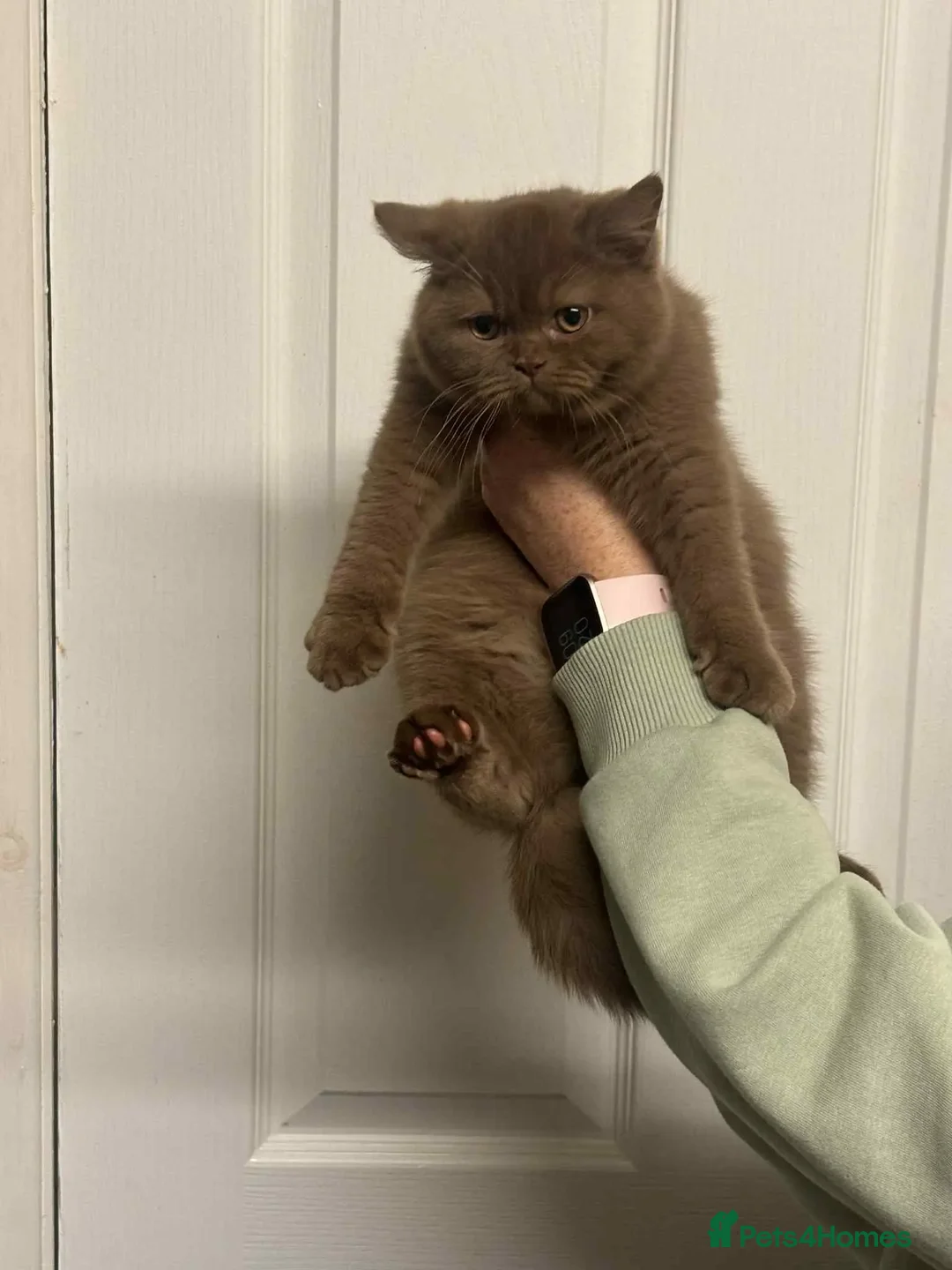 British Shorthair cats for sale: Gccf Champion parents RARE FAWN 1 left Ready Now - Image 24