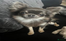 Chihuahua dogs for stud: 1.8kg TikTok star STUD DUTIES ⭐️ - Image 3