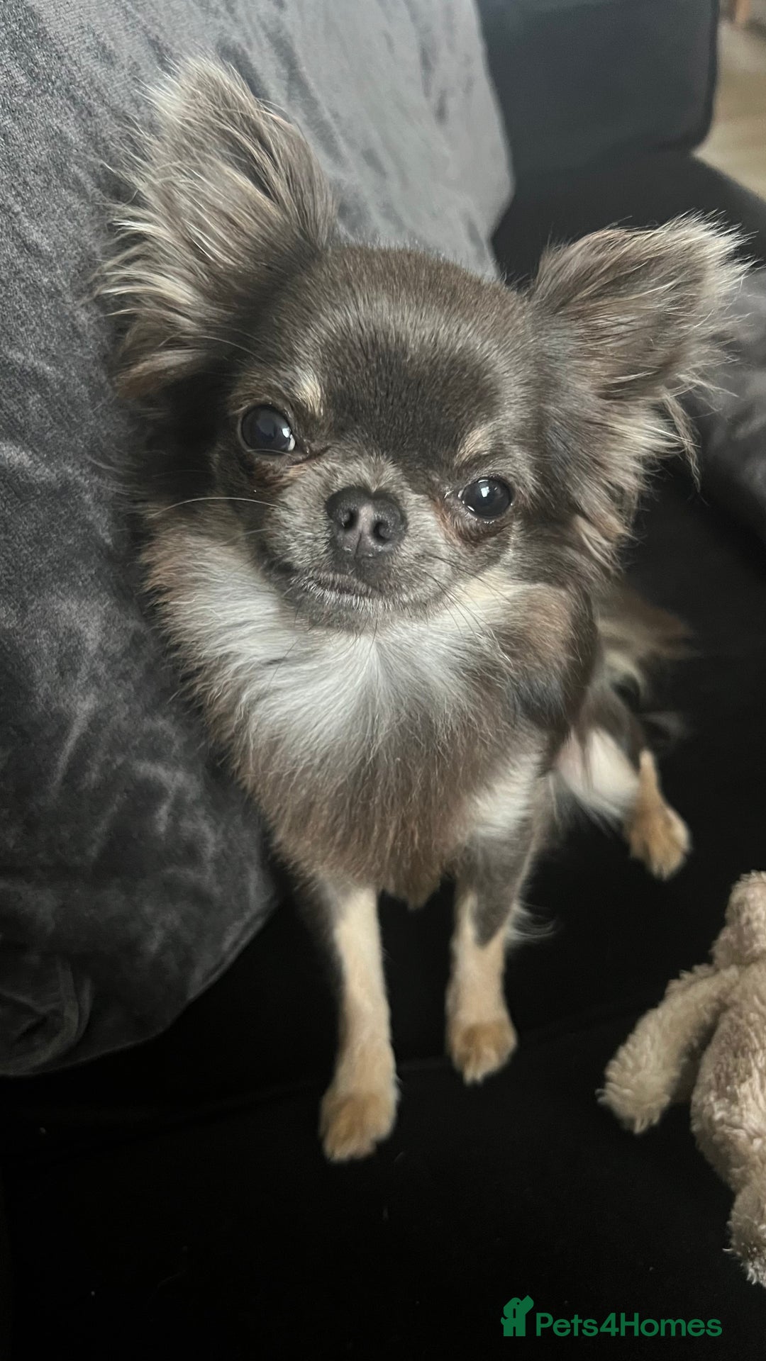 Chihuahua dogs for stud: 1.8kg TikTok star STUD DUTIES ⭐️ - Image 3