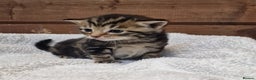 Mixed Breed cats for sale: 3 Gorgeous Kittens - Advert 3