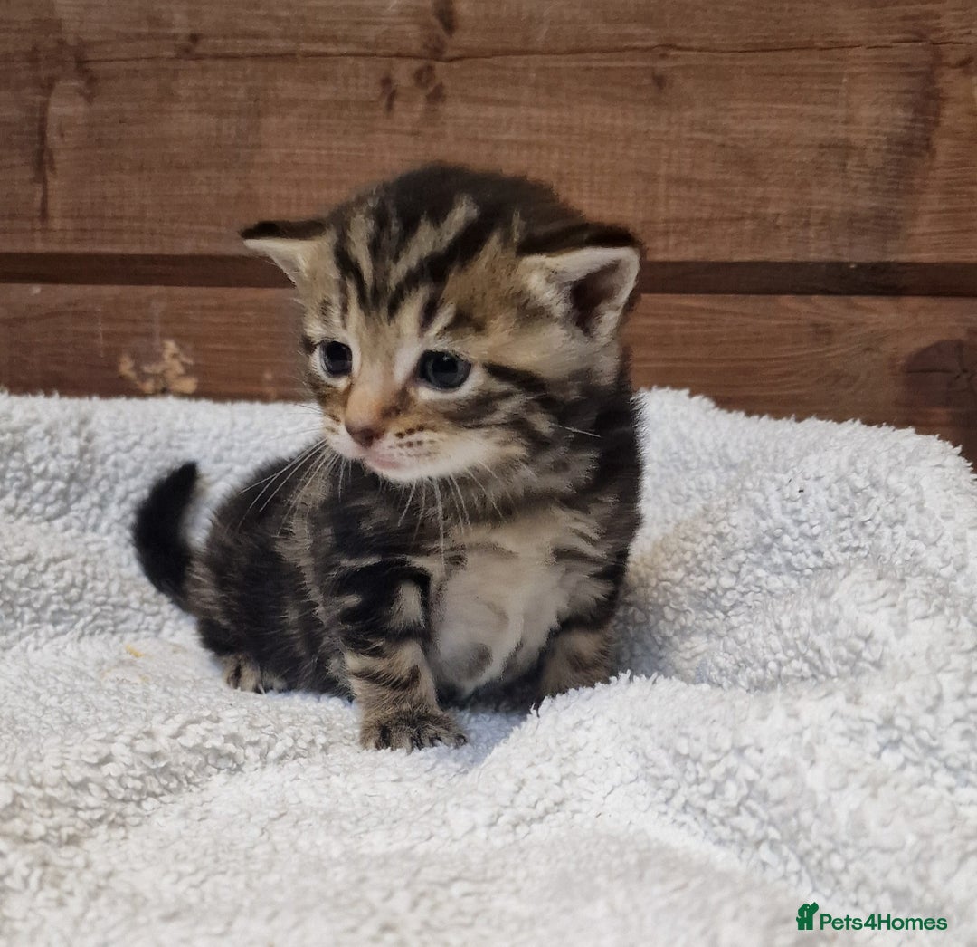 Mixed Breed cats for sale: 3 Gorgeous Kittens - Advert 3