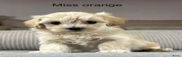 Maltipoo dogs for sale: A BEAUTIFUL ARRAY OF COLOURS AND LOVELINESS  - Advert 11