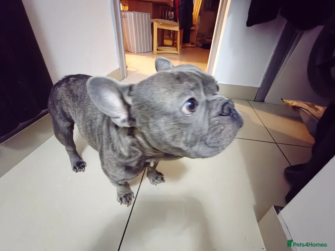 Mixed Breed dogs for sale: Diego - Needs a better home - Advert 2