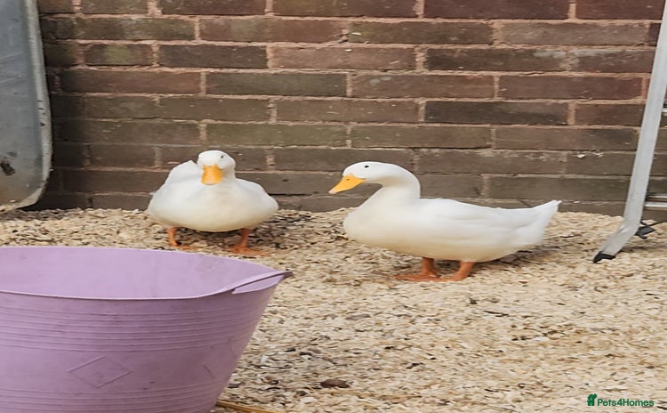 Ducks poultry - Advert 3
