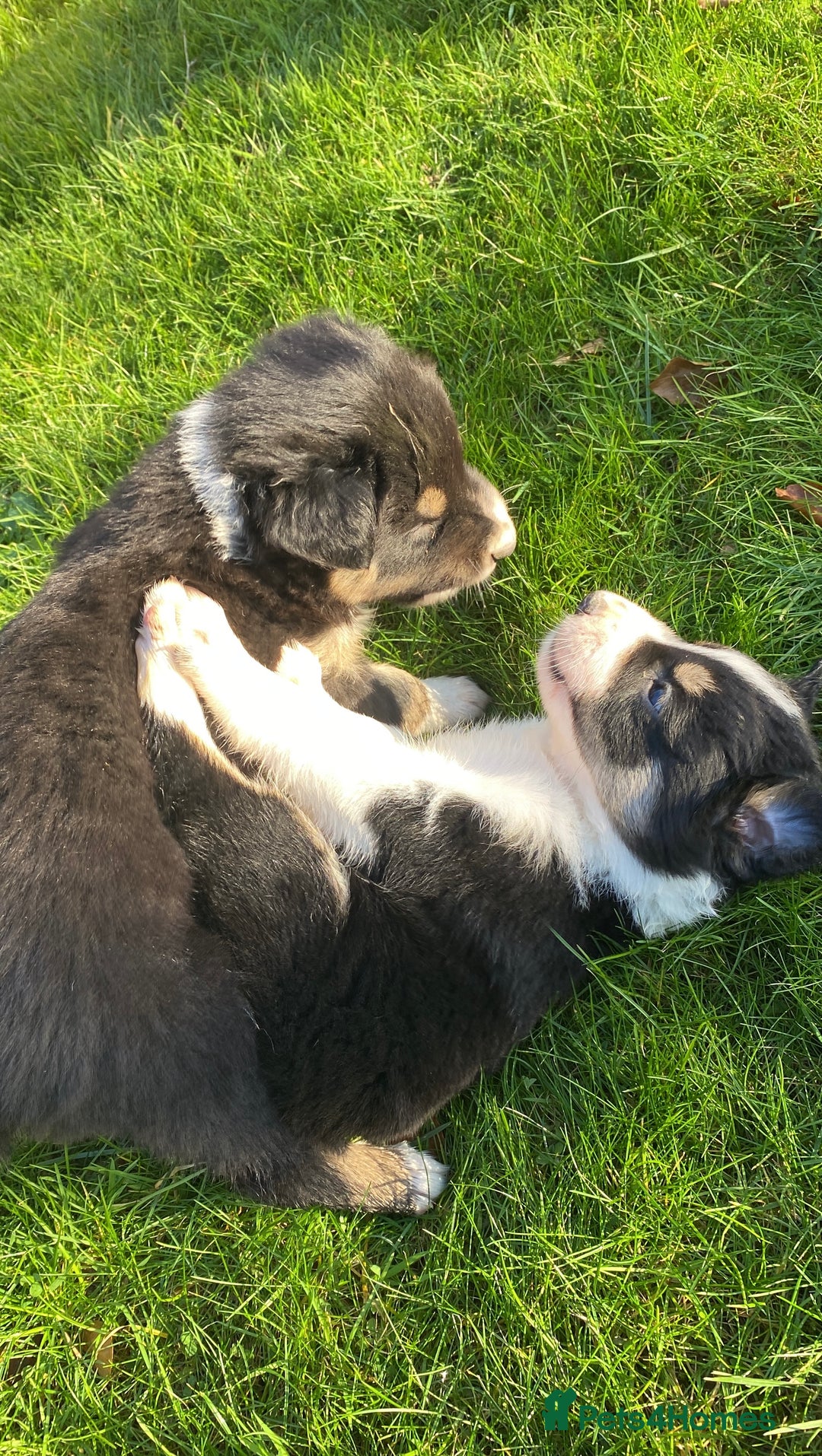 Mixed Breed dogs for sale: Beautiful Welsh Collie x Border Collie Puppies - Advert 13