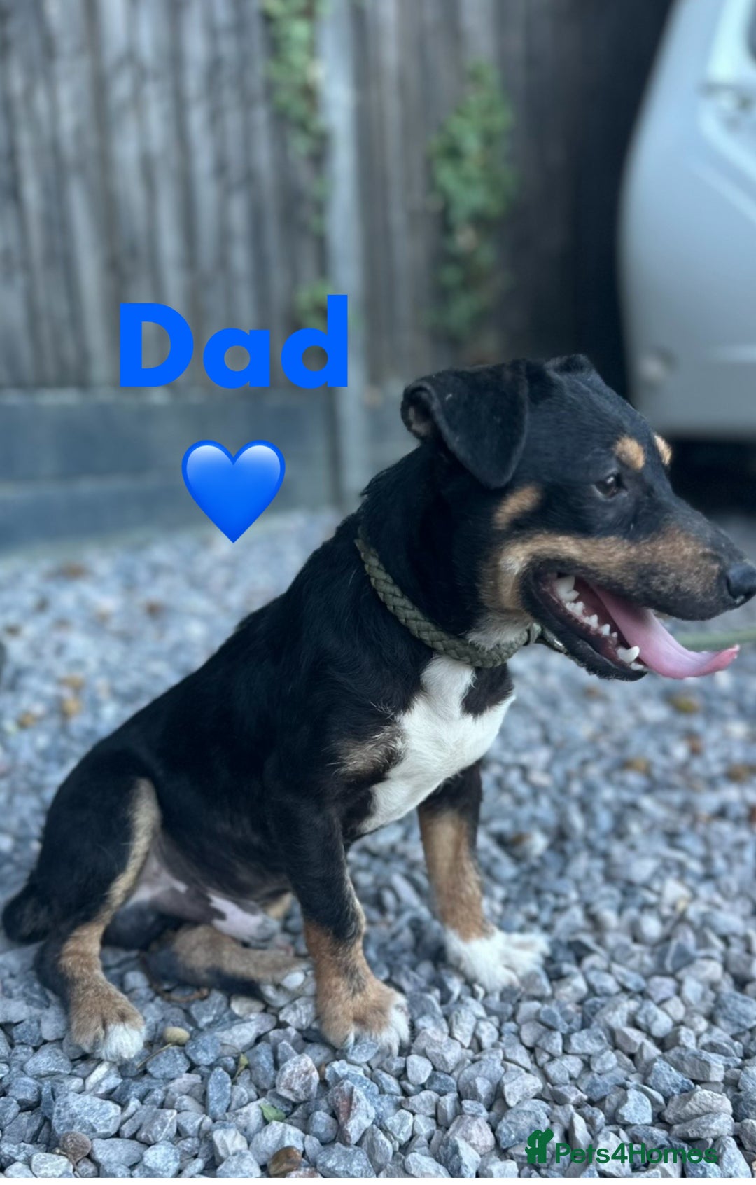 Mixed Breed dogs for sale: Border terrier x jack Russell pups - Advert 4