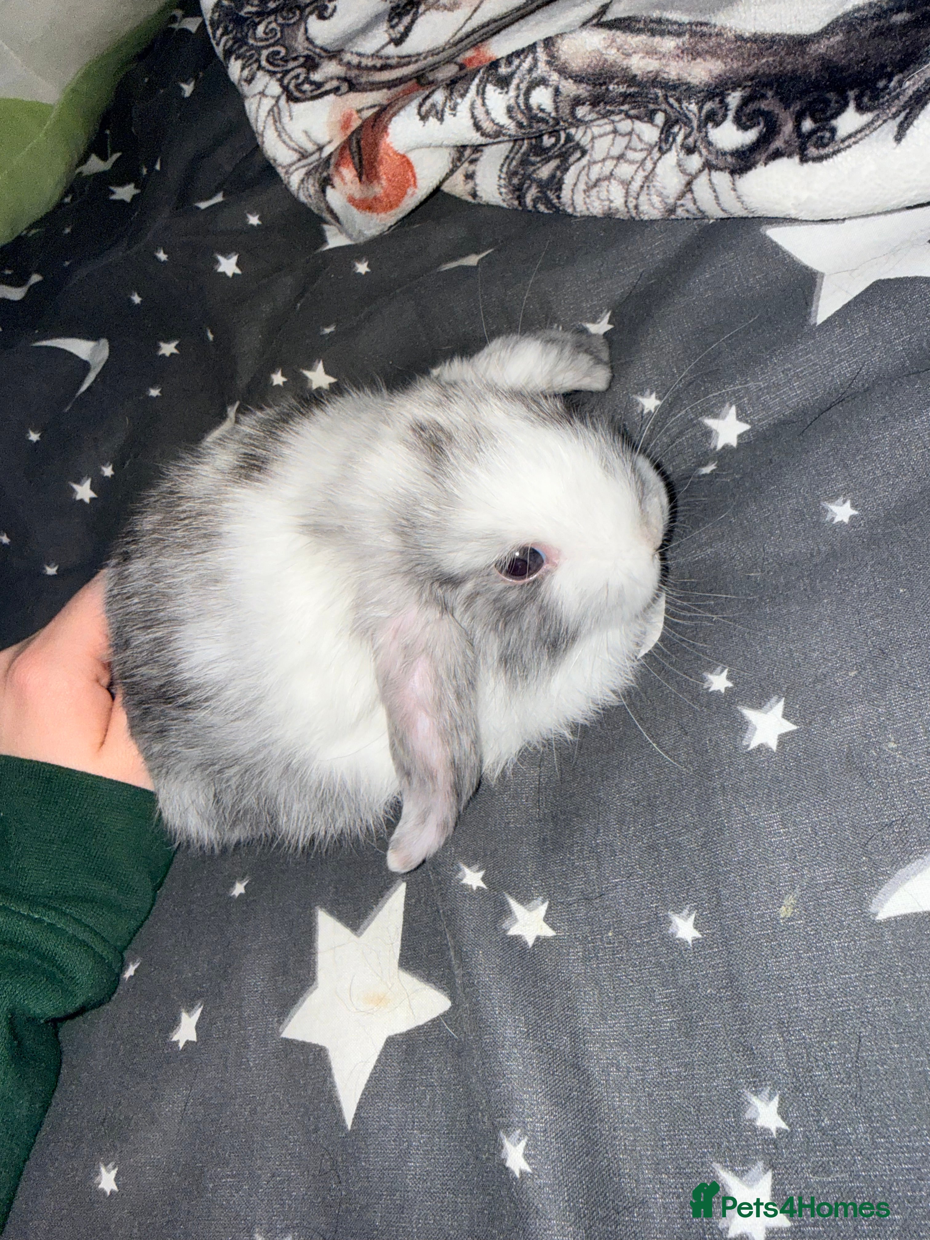Mini Lop rabbits 3 Harlequin Mini and 1 Spotted Lops Available - Advert 13
