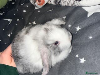 Mini Lop rabbits 3 Harlequin Mini and 1 Spotted Lops Available - Advert 13