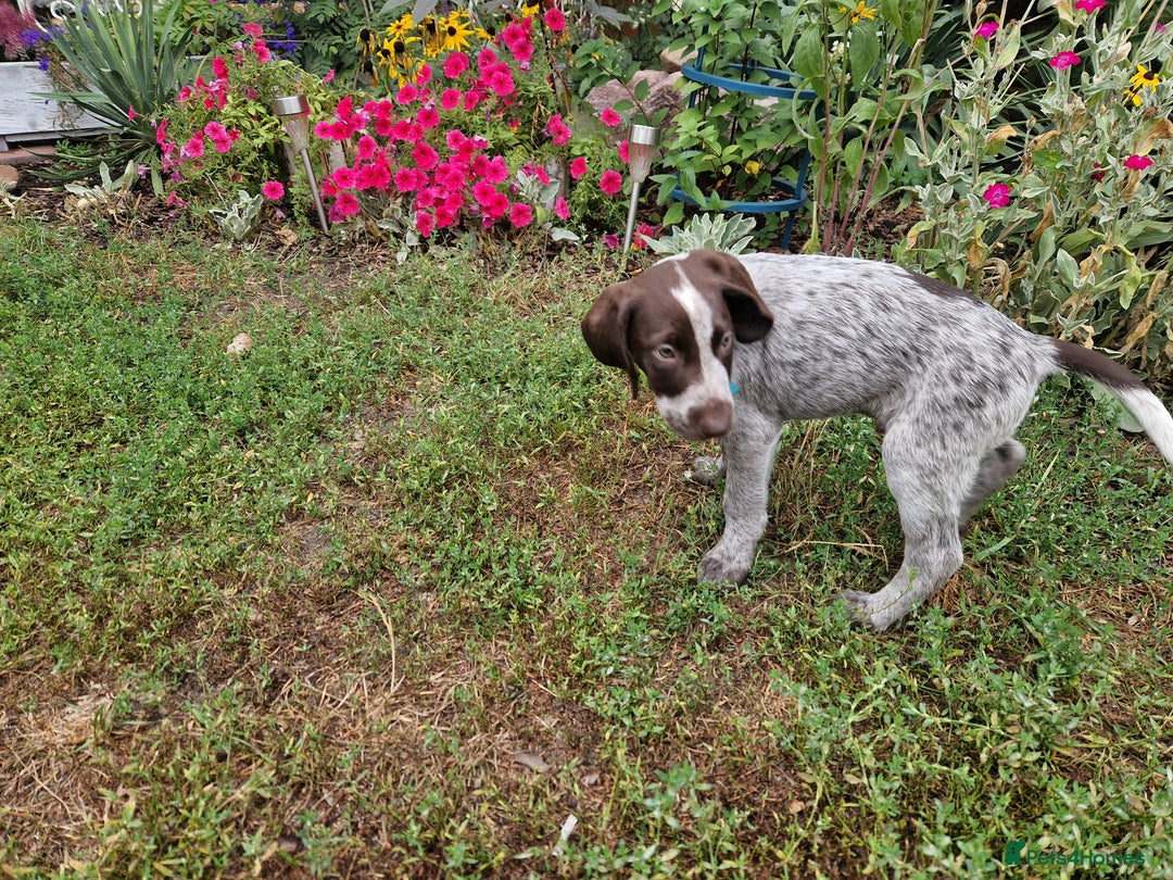 German Shorthaired Pointer dogs for sale: German Shorthair Pointer - Image 4