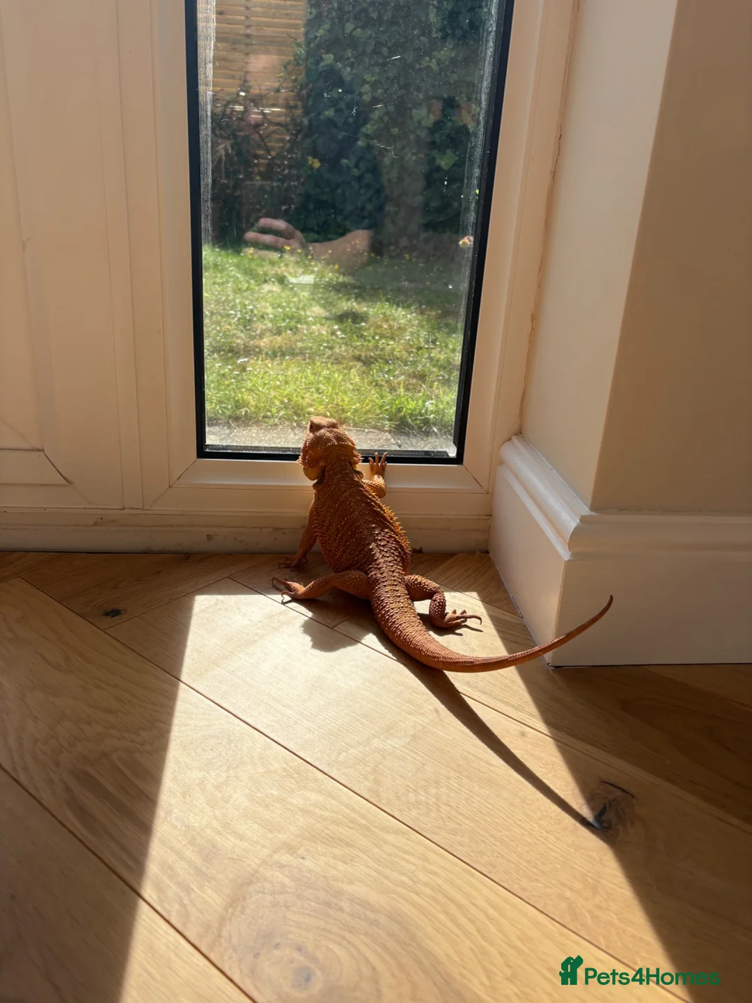 Bearded Dragon reptiles for sale: 11-Month-Old Bearded Dragon with Full Setup in Gravesend - Advert 10