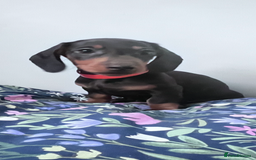 Miniature Dachshund dogs for sale: Beautiful sausages available - Image 1