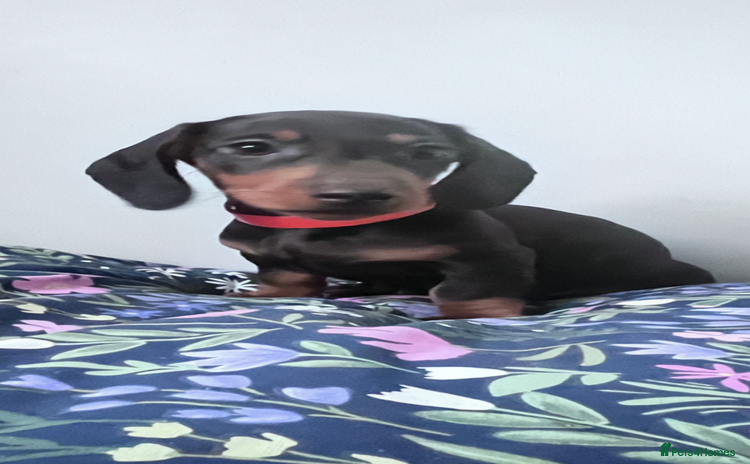 Miniature Dachshund dogs - Advert 1