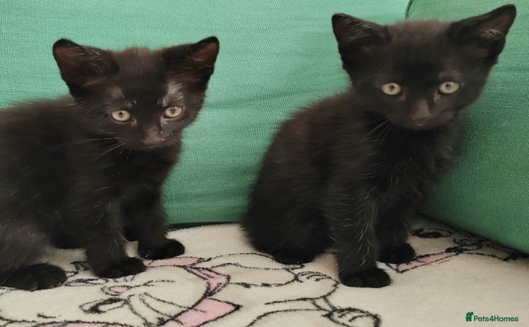 Mixed Breed cats - Advert 1