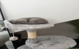 British Shorthair cats for sale: Beautiful BSH/Fold Kitten - Advert 4