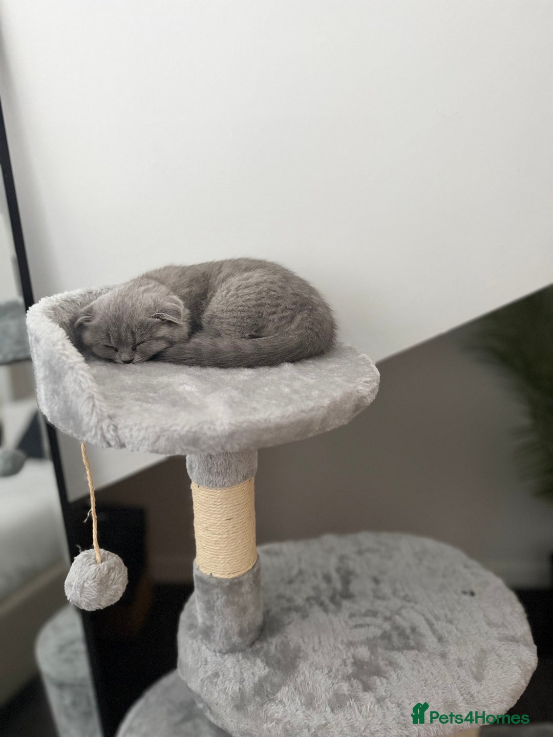 British Shorthair cats for sale: Beautiful BSH/Fold Kitten - Advert 4