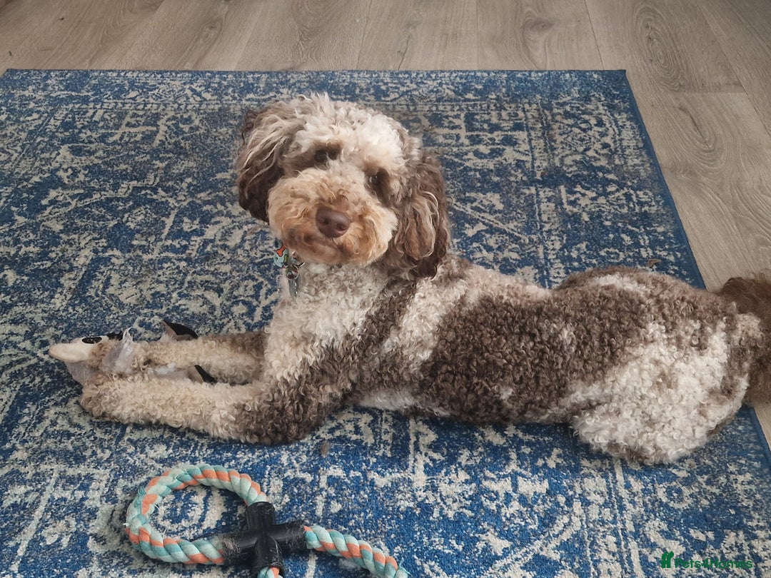 Miniature Poodle dogs for stud: Gorgeous Chocolate Merle Miniature Poodle - Image 1