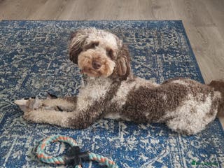 Miniature Poodle dogs Gorgeous Chocolate Merle Miniature Poodle Stud - Advert 5