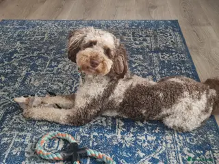 Miniature Poodle dogs Gorgeous Chocolate Merle Miniature Poodle Stud - Advert 20