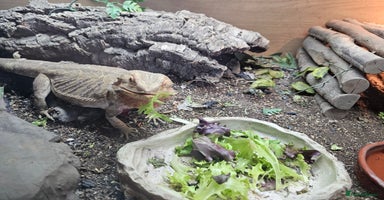 Bearded Dragon reptiles - Advert 1