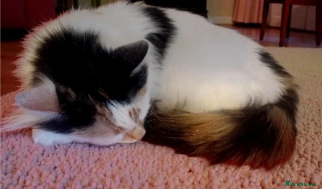 Domestic Shorthair cats for adoption: A lovely young female cat now ready for adoption - Advert 2