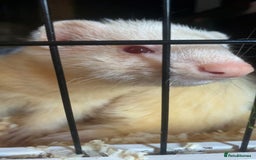 Ferret rodents for sale: male ferret for sale OPEN TO OFFERS - Advert 1