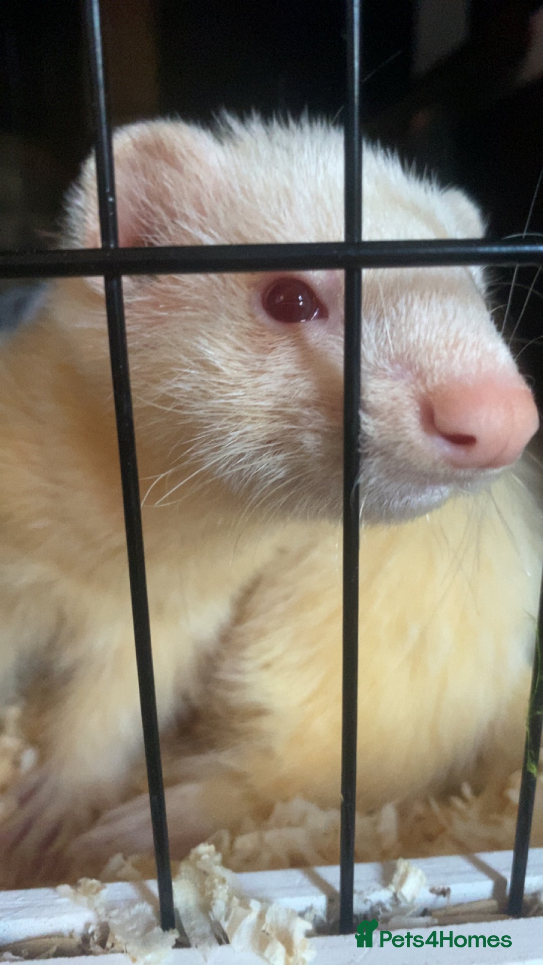 Ferret rodents for sale: male ferret for sale OPEN TO OFFERS - Advert 1