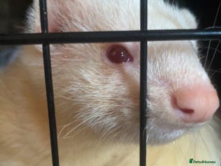 Ferret rodents male ferret for sale OPEN TO OFFERS - Advert 11