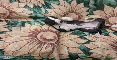 Whippet dogs - Advert 2