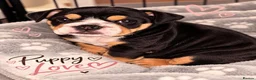 English Bulldog dogs for sale: Last Little Bulldog Girl – Ready 11th Oct 🩷 - Advert 4