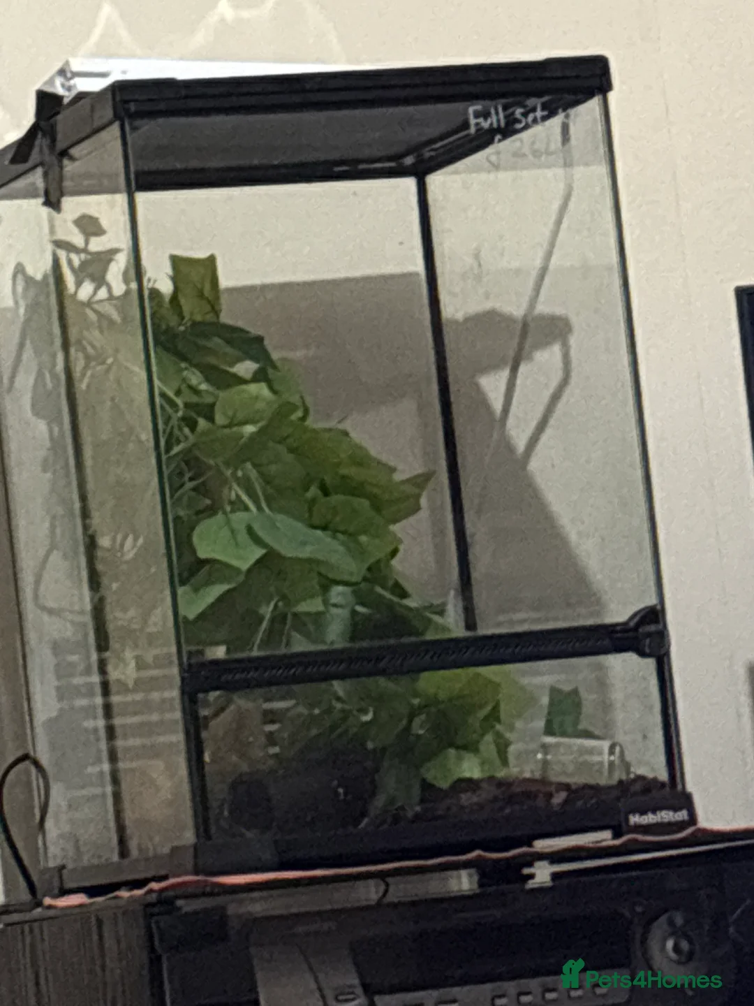 Gecko reptiles for sale: Lily white crested gecko  - Advert 4