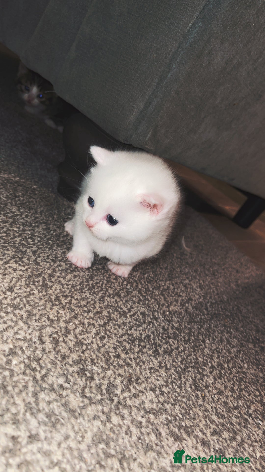 Turkish Angora cats for sale: Beautiful Turkish angora kittens.  - Advert 8