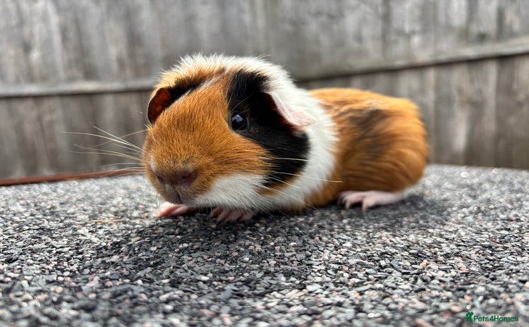 Guinea Pig rodents - Advert 2