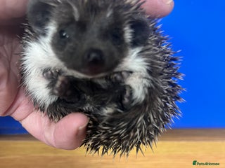 Pygmy Hedgehog rodents - Advert 2