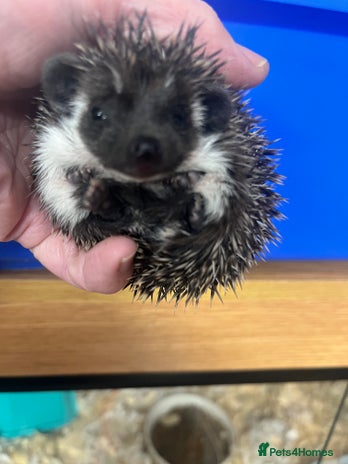 Pygmy Hedgehog rodents - Advert 3