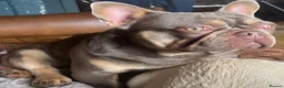 French Bulldog dogs for sale: French bulldogs pink and fluffy carriers - Advert 4