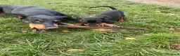 Dobermann dogs for sale: European Doberman puppies 3 available!! - Advert 3