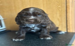 Cocker Spaniel dogs for sale: Fully Health tested show line cocker puppies  - Image 10