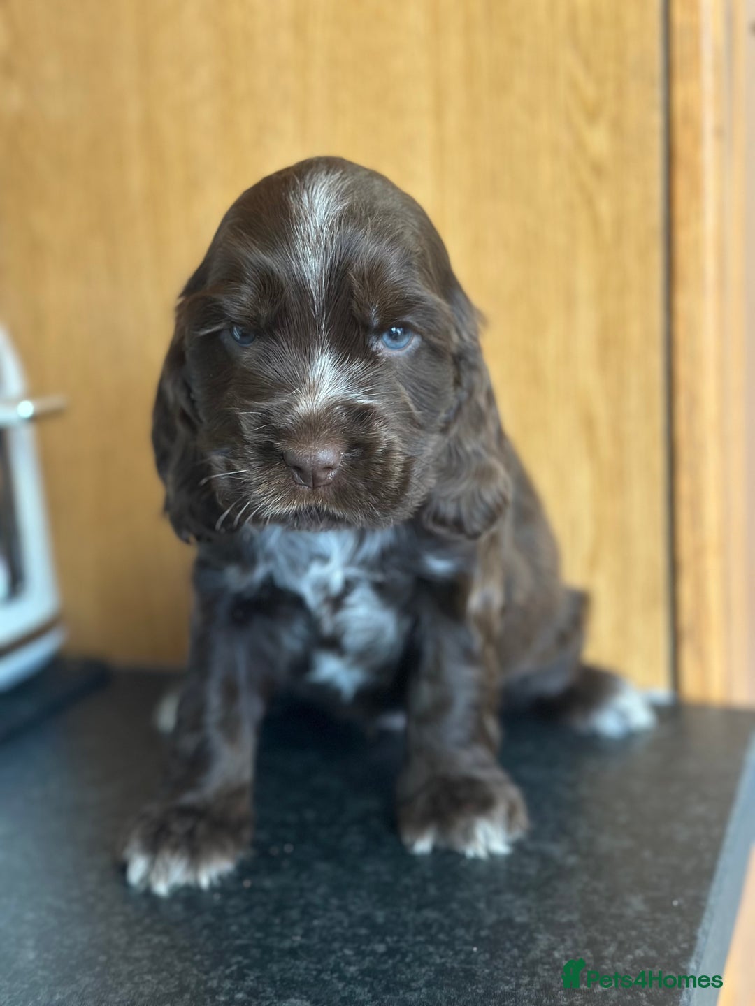 Cocker Spaniel dogs for sale: Fully Health tested show line cocker puppies  - Image 10