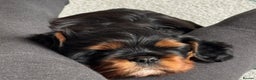 Cavalier King Charles Spaniel dogs for sale: Black and Tan boy - Advert 8