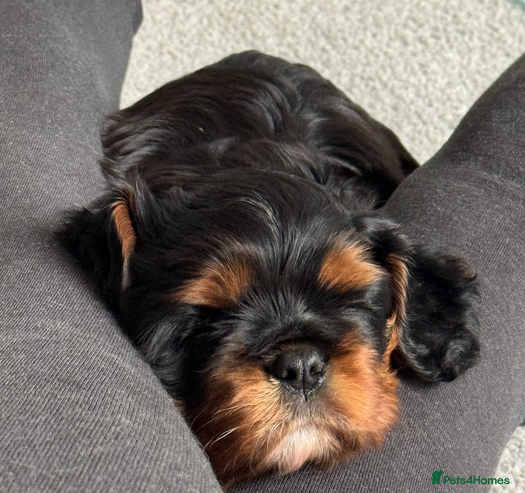 Cavalier King Charles Spaniel dogs for sale: Black and Tan boy - Advert 8