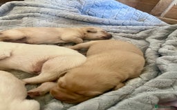 Labrador Retriever dogs for sale: Labrador puppies 5 gen pedigree health tested - Image 10
