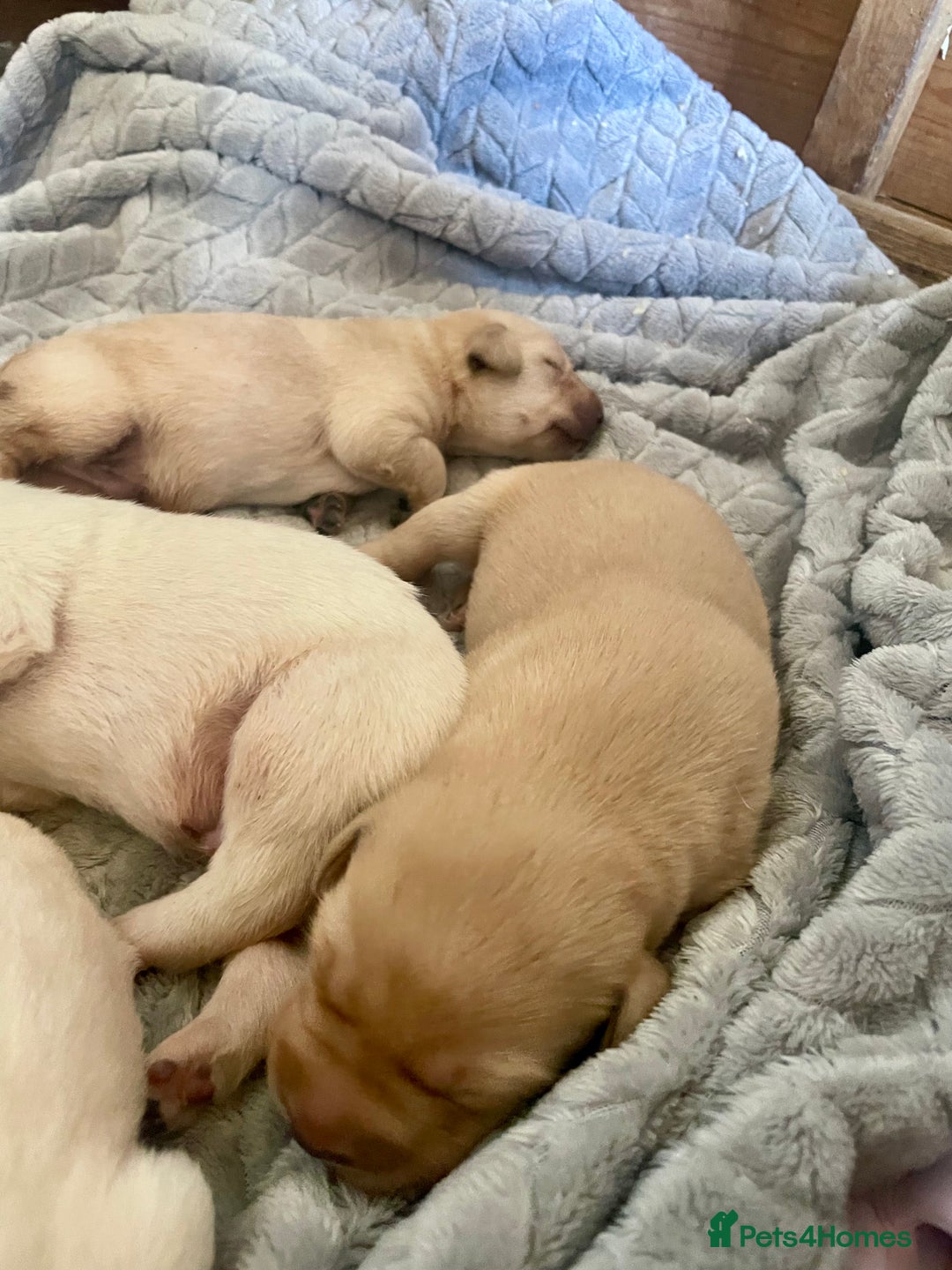 Labrador Retriever dogs for sale: Labrador puppies 5 gen pedigree health tested - Image 10