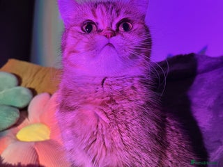Scottish Fold cats for sale: Kiyomi needs a new loving home - Advert 1